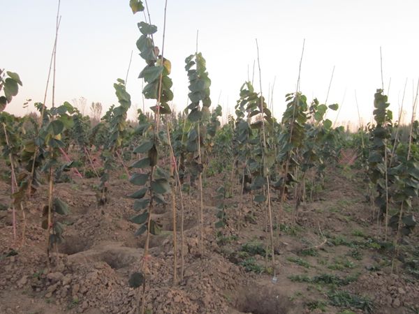 金葉復(fù)葉槭苗木基地種植技術(shù)