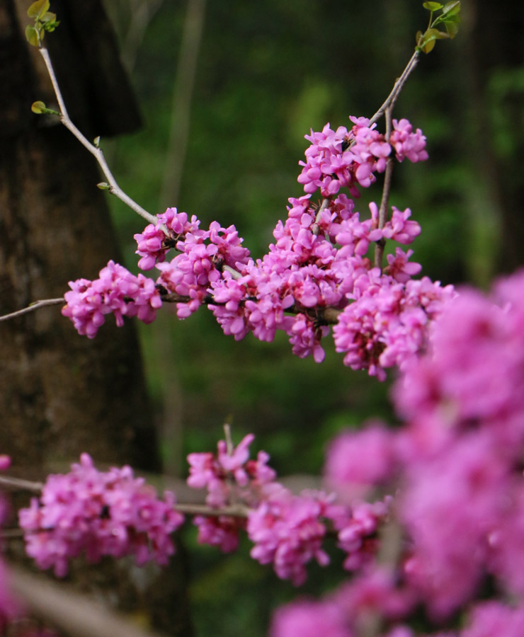 長(zhǎng)垣市華夏園林綠化有限公司